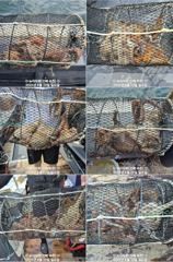 [진해] 속천 뉴아라호 23(일)돌문어 전원 마리수 굳~~~(이벤트) 사진
