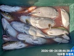 속초대포항 두령호 대구 실시간 조황입니다  사진