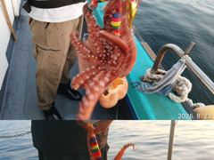 [진해] "" 돌문어 ""   건지러갑니다.(내일예약가능) 사진
