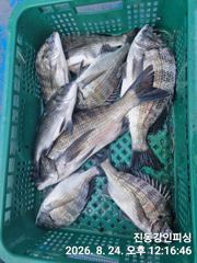 [마산] 진동 강인피싱 오늘 한분과 감성돔 손맛보고 왔습니다 사진