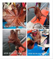 [사천] 문어조황굿{선비,5만,}낼출조확정,자리여유 예약가능