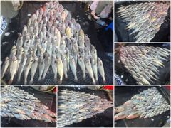 오늘의조황 - [ 아트호 ] 8월 24일 [ 80수 업 !! 민어타작 완료 !! ] [ 인천배낚시 청마피싱 / 인천선상낚시 / 인천낚시배 ] - 인천 영종도 선상낚시 청마피싱,피싱스토리 사진