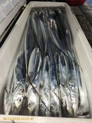 [제주뉴방주호] 8월24일 갈치 조황 사진