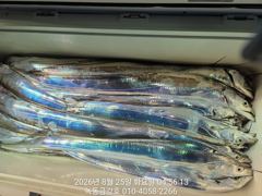 녹동금강호16석 대갈치조항26일28일30일갈치예약중 사진
