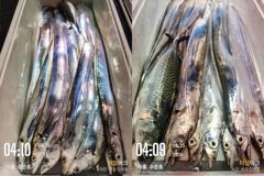 통영 수은호<<>> 갈치 조황입니다 예약하실때 자리 선택 하세요 예약은 3361 4231 전화주세요~~ 사진