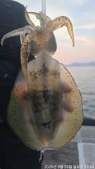 무늬오징어팁런 “”키로급들 엄청나게“” 물아줍니다!!! 오늘 긴급 자리여유~!!