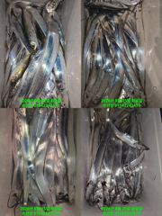 내만갈치 잡자 말자 회가능 ¿ 네 바로 가능 오늘 장상 출항 사진