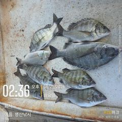 [고성] 병산 감성돔35외 농어 마리수 선외기 흘림조황~~ 사진