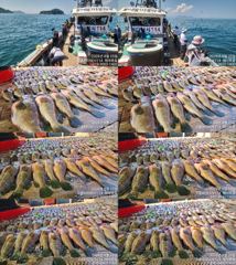 ♥붉바리들..이정도는 잡아봐야지요 초대대박 붉바리조황입니다 [2026년08월25일] ◎ 해마루호가 뜨는이유? 조황때문이죠 ◎ 핵심포인트: 바로진입.. 바로히트.. ▣ 차원이 다른... 사진