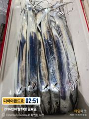 대물갈치! 은빛파티호조황! 금요일부터 예약가능 전화주세요~