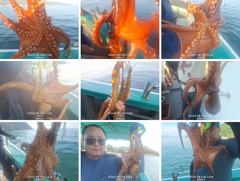 [진해] 8/26 돌문어오늘도 마랏수 많이잡고~씨알도 좋네요~~ 내일예약… 사진