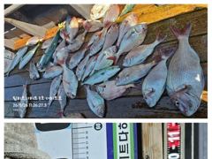 [거제] 흘림참돔 5짜4짜이하 마릿수 좋습니다 사진
