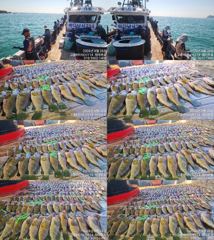 ♥붉바리들..이정도는 잡아봐야지요 대박 붉바리조황입니다[2026년08월26일] ◎ 해마루호가 뜨는이유? 조황때문이죠 ◎ 핵심포인트: 바로진입.. 바로히트.. ▣ 차원이 다른 조황으로 모십니다 ▣ 요즘 붉바리낚시가 대세입니다 사진