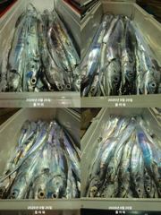 [여수플라워호] 26일 갈치 조황입니다. 010-2004-5524 사진