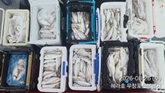 조황정보 - 8/26 백조기 조황 - 무창포선상낚시 사진