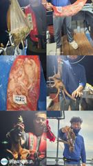 [포항] 포항 돌문어