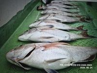 [거제비버호] 5짜 4짜들 대박 마리수 조황(주말예약가능) 사진