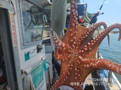 "돌문어" 6kg 1800g1400kg등 개인17수15수13수12수10수등 전원손맛 마릿수~ 와장창~ 사진
