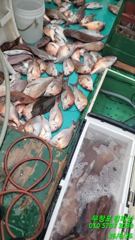 오늘의 조황 - 26일 조항입니다 - 무창포 킹피싱 사진