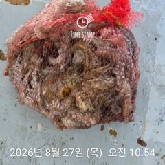 [사천] 암초 포인트 문어 낚시 사진