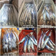 (여수 드림스타)왕갈치사냥 나갑니다. 용가리 집중 공격!~~~ 사진