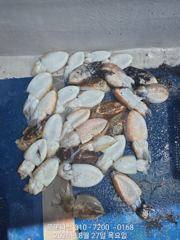 갑오징어 출조  사진