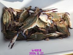 군산 뉴세븐호 8월27일 주간꽃게낚시 조황보고!! 31일까지 쭈욱꽃게출조~!! 사진