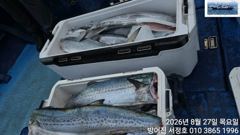 울산권 대삼치 퍽퍽합니다 사진