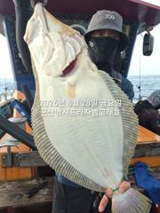 28일, 날마다 대박~대광어"농어,우럭,등~오늘도 넘 잘나오고 있어요~실시간~"외수질-8월 평일, 선비 빅이벤트(선비8만)"~~ 군산 범고래호 사진