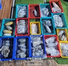 [진해] 팁런무늬오징어 27일 출조조황입니다 사진