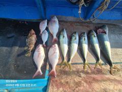 [부산] 23일 참돔부시리 조황입니다. 사진