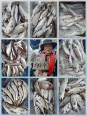 [무창포아파치호] 8월28일(금), 먼바다 왕백조기들과 참돔 조황~ㅎ 내일(토,29일)도 정상출조, 자리여유, 전화주세요~ 010-8422-0866. 사진