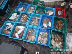오늘의조황 - 청남호 7월5일 갑오징어 조황입니다 - 청남호,뉴청남호,안면도,영목항 ,선상낚시,청남낚시마트, 사진