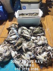 ★★ 8/28 [군산 대일피싱]마루호 꽃게조황 소수 인원으로 풍족하게 잡았습니다.  사진