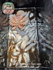 여수 짱구호 8월28일(금)  문어(총100여수)조황  사진