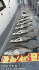 크고 많습니다ᆢ감성돔 사진
