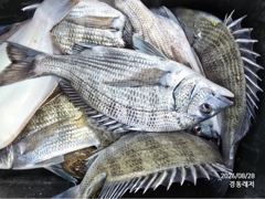 경동레저(신광) 선외기낚시 흘림찌낚시 감성돔 조황 사진