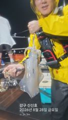 26.08.28 금요일 무늬오징어 조황  강구 신신2호 팁런 선상낚시조황 사진