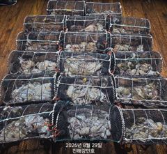 (문어)우중전 대성공 19수17수17수~연타로 줄줄이~강민호(30일 예약) 사진