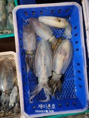 [울진] 울진 후포 제이존호 무늬 오징어 낚시 조황입니다 사진