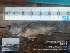 8/29일, 아~싸~! 먼침선, 개우럭~6짜 2마리, 65cm…
