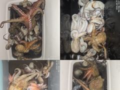 [진해] 28일 조항.오늘도 묵직하게 올라오는 야간~돌문어 마리수 잡으러… 사진