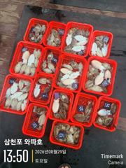 8월29일 토요일 갑오징어 조황입니다  사진