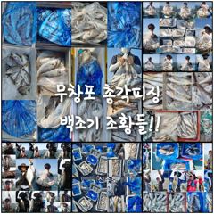 출조안내 - << 무창포 총각피싱 >> 9월 10월 11월 가을 주꾸미 갑오징어 예약 받습니다! 9월 첫주 아직 여유 자리 있습니다! 10월 생미끼 예약중 사진