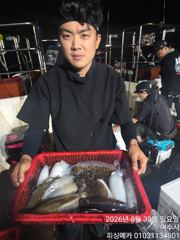 29일 금오열도 무늬오징어 조황입니다