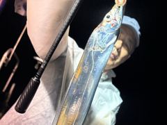 [진해] [내만갈치]점점 굵어지고 마리수도엄청!!오늘 예약가능