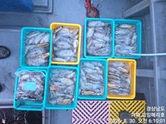 [거제] (무늬오징어)초 전투팁런 130여수 뽑고 또 뽑고~고잉메리호(오… 사진