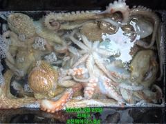 [진해] 문어꾸준한 입질! 평일이라 더 여유롭게! 문어 손맛 함께하실 …