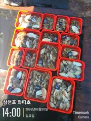 일요일 갑오징어 탐사 조황입니다