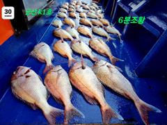8/30 군산 k1 참돔 히트.히~트 !!!!